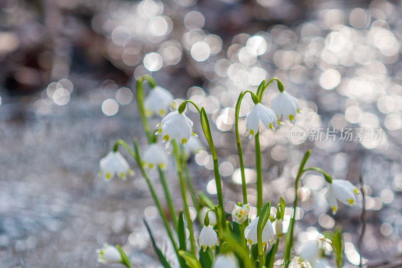 早春森林中白色的雪花花——白花