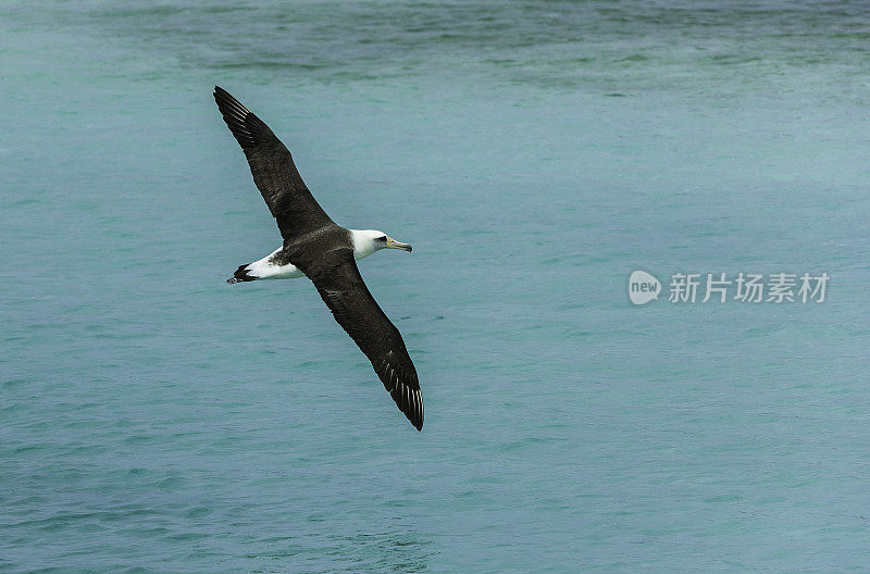 飞天信天翁是一种横跨北太平洋的大型海鸟。Papahānaumokuākea海洋国家纪念碑，中途岛，中途岛环礁，夏威夷群岛