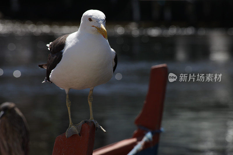 弗洛里亚诺波利斯-捕鱼和海洋