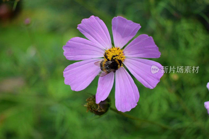 大黄蜂在紫色的化妆