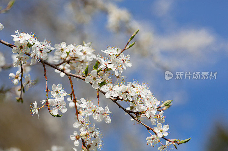 白种人的梅花