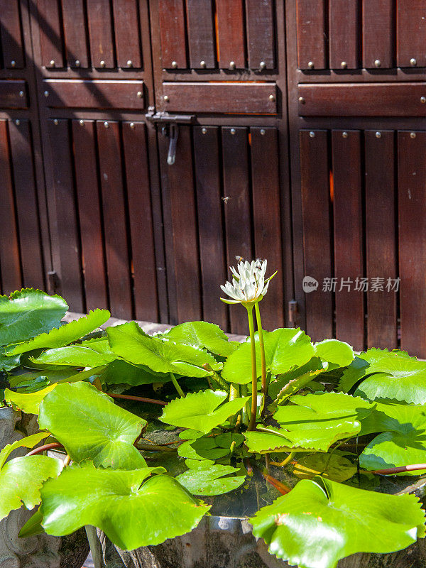 白莲花在木门前的花盆里