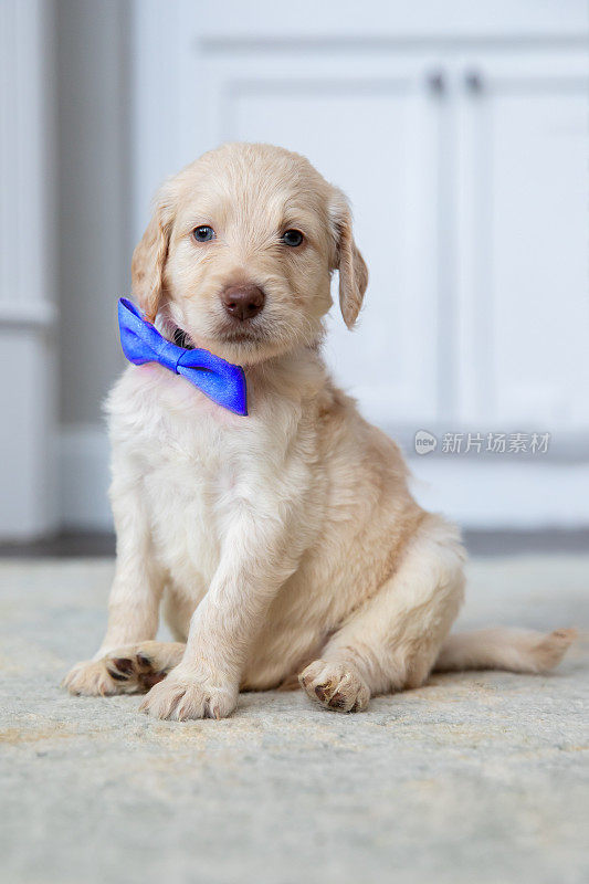 漂亮的金毛狗戴着蓝色的领结
