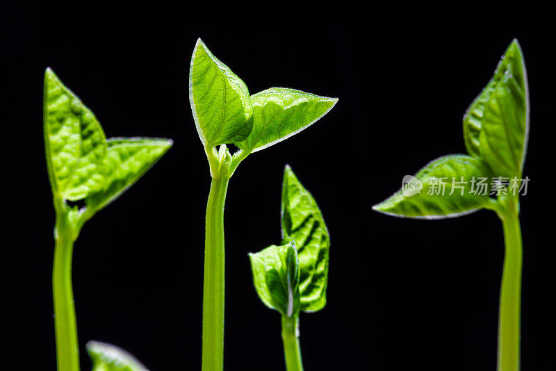 绿芽。植物播种和生长的步骤。绿色豆芽。花瓶内的绿叶植物