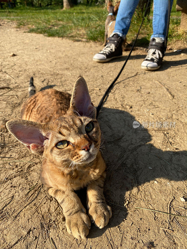 德文郡雷克斯猫的皮带好奇地看着整个公园-股票照片