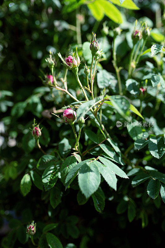 玫瑰花蕾:蔷薇科