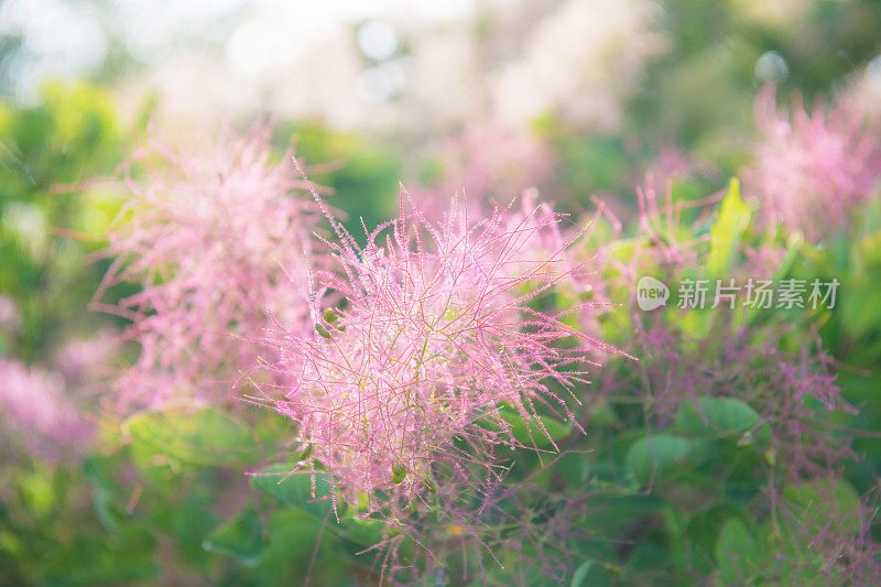 烟灌木黄栌花在春天的背景