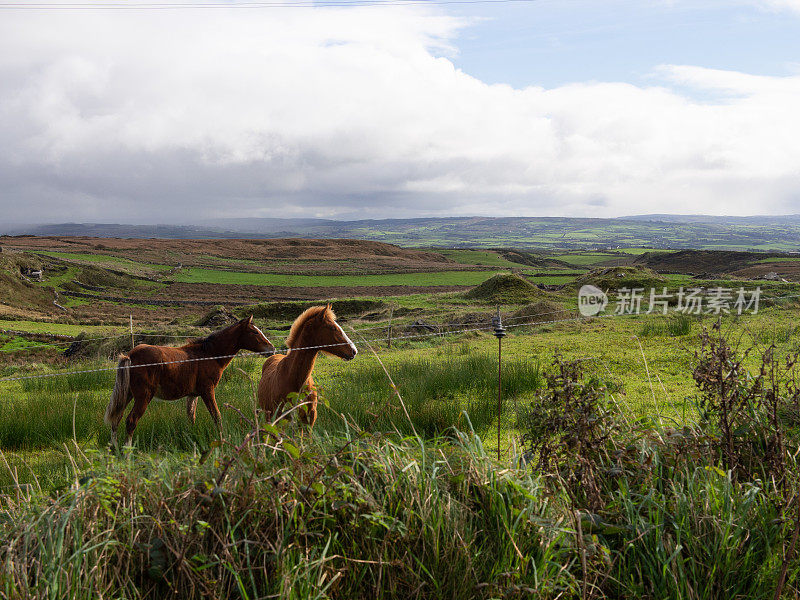 爱尔兰田野里的两匹马