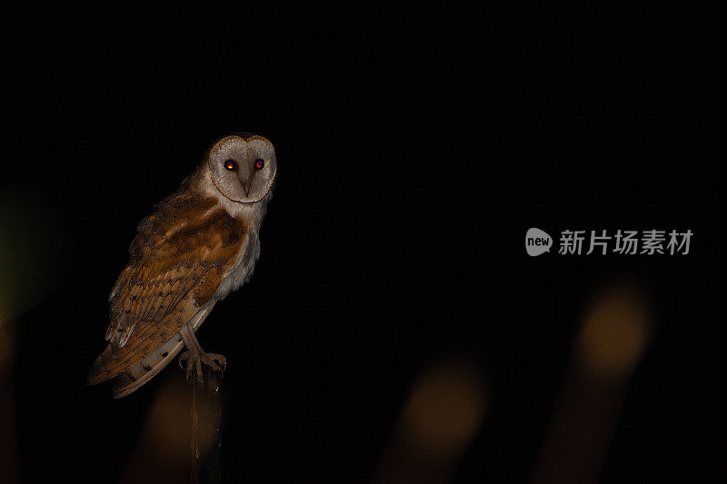 夜晚美丽的猫头鹰