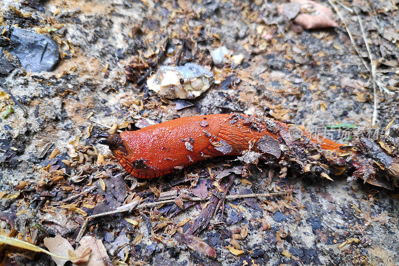 欧洲红蛞蝓