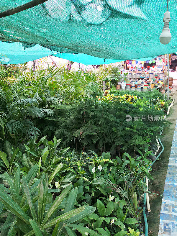 热带花园中心的图像，不同品种的热带植物排列在花园的两侧，在花园中心出售，椰子树在小塑料盆，郁郁葱葱的绿色异国丛林树叶