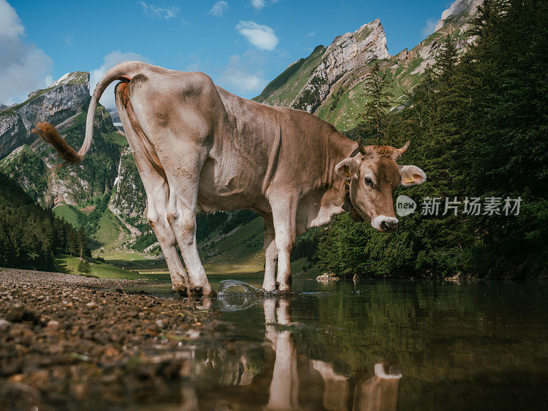 阿彭策勒牛的肖像和湖上的倒影