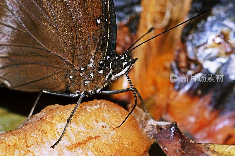 紧闭的褐色蝴蝶正在吃食物。
