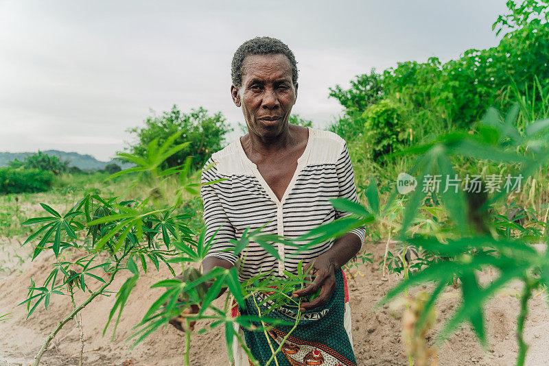 非洲马拉维种植木薯的女性农民