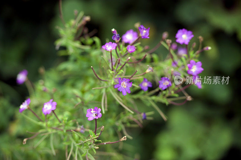 英格兰韦勒姆森林，英国乡村一种多肉植物上的粉红色野花