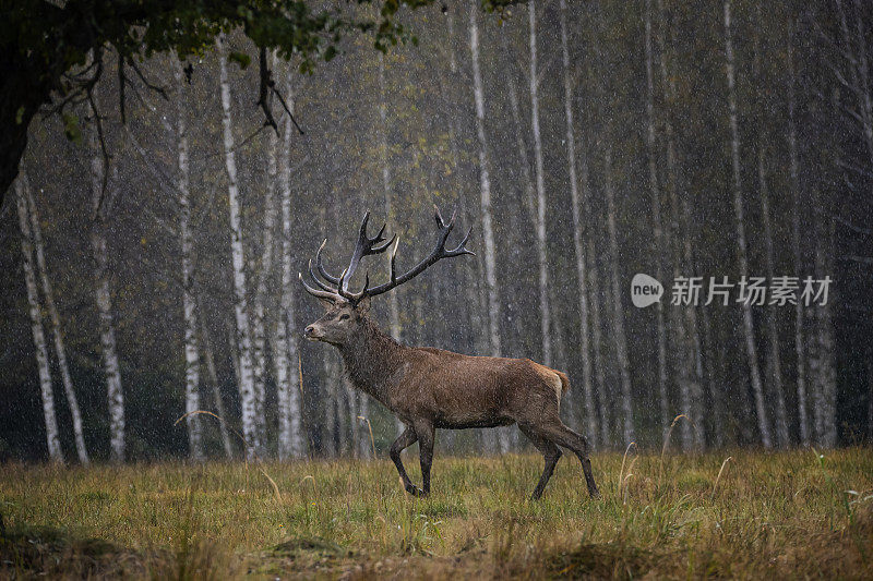 秋天威严的赤鹿，喀尔巴阡