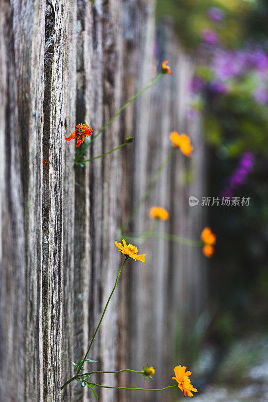 橘红色的花穿过旧篱笆