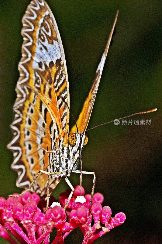 蝴蝶在喝花汁。