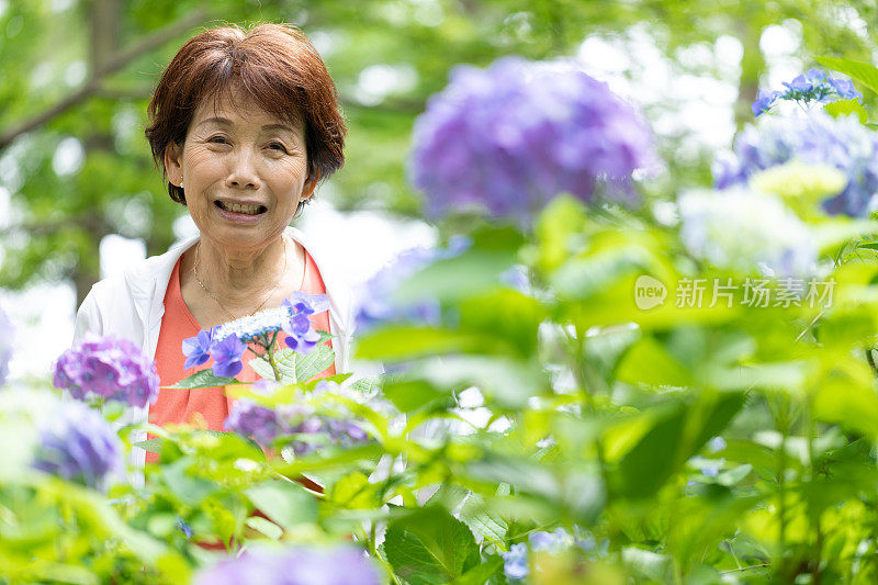 老妇人享受着绣球花