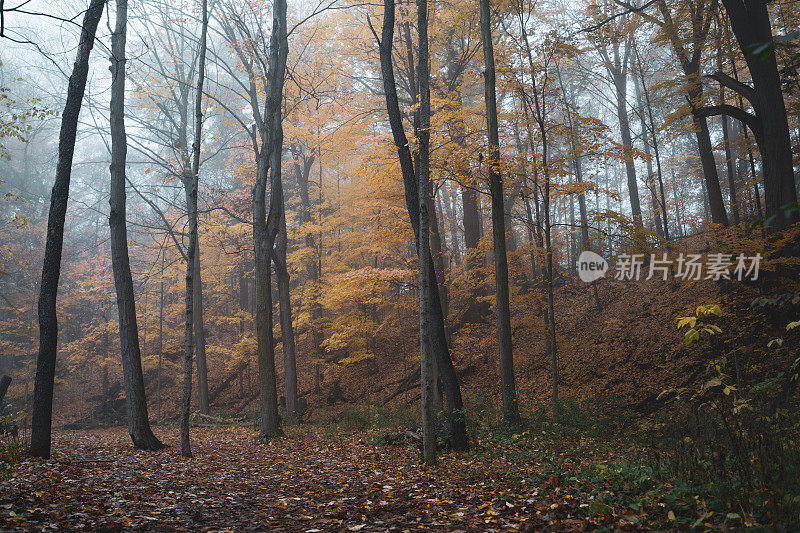 秋天里在森林里散步的女人
