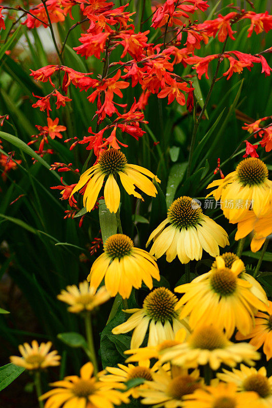 松果菊和Crocosmia。