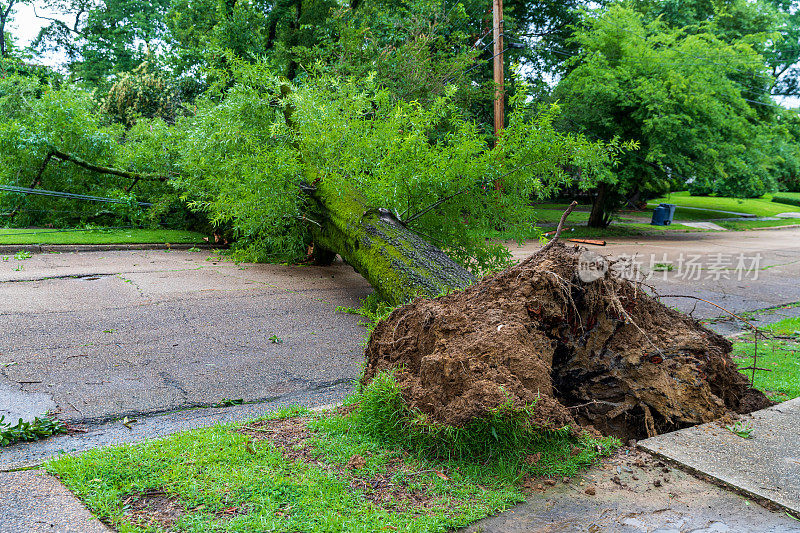 倒下的树挡住了通往附近街道的路。