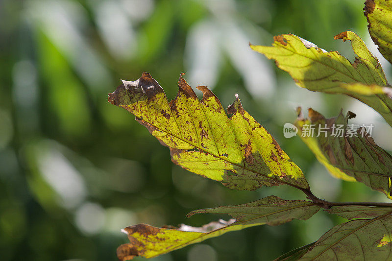 绿色植物