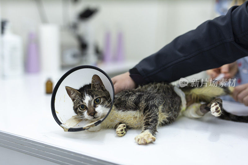 兽医女人爱和治疗受伤的猫
