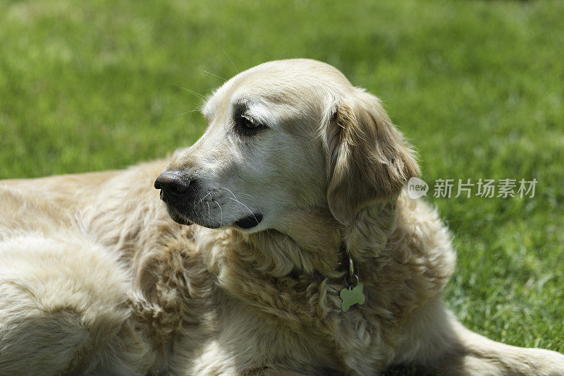 金毛猎犬