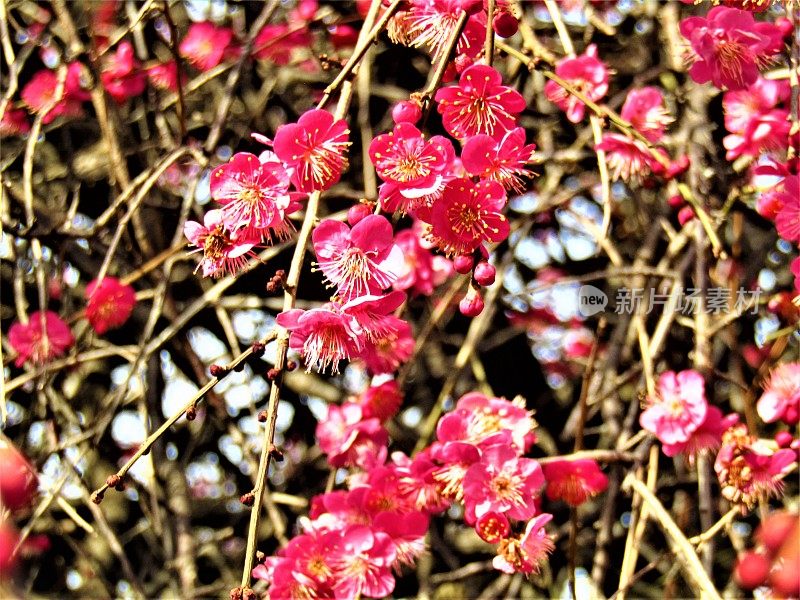 日本。2月。李树开花了。