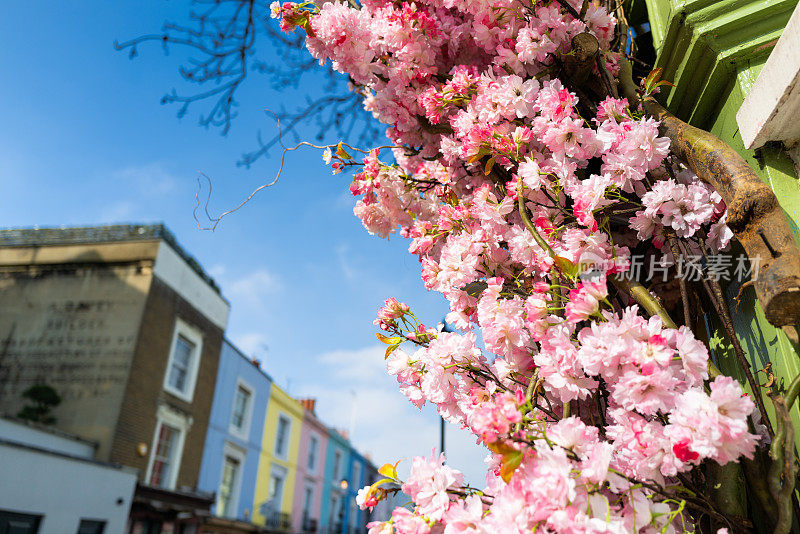 诺丁山五颜六色的伦敦排屋外绽放着樱花