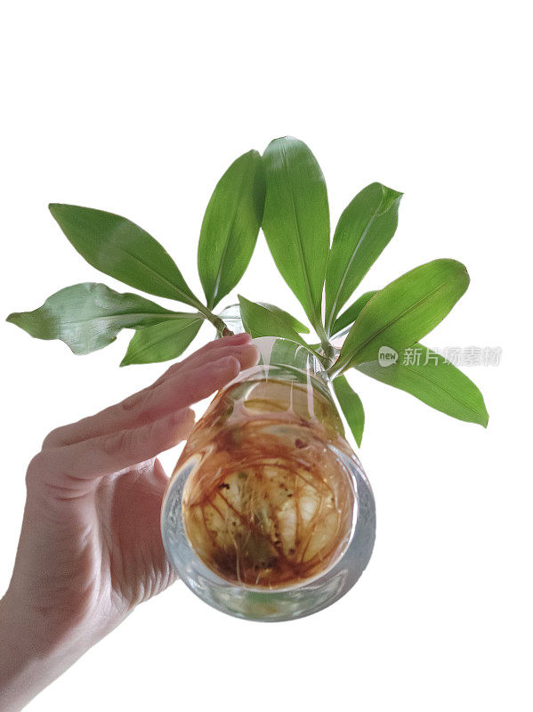 玻璃花瓶中的植物