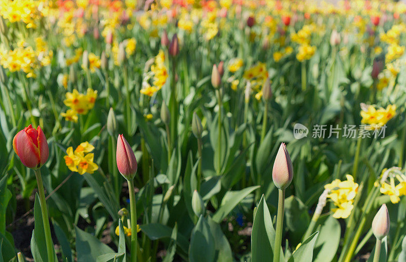 布查花园，维多利亚，不列颠哥伦比亚省