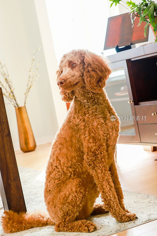 漂亮的红色标准贵宾犬在现代餐厅摆姿势