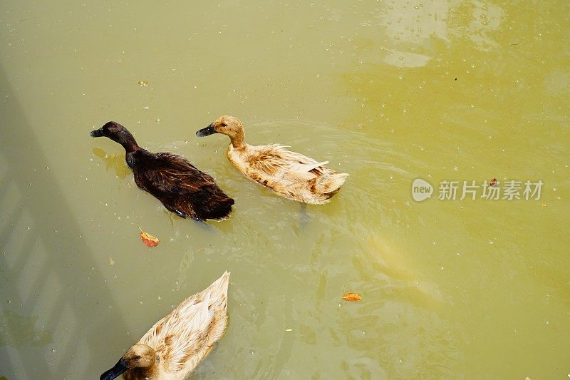 鸭子在水面上游泳