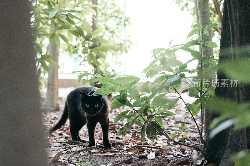 森林里有一只黑猫