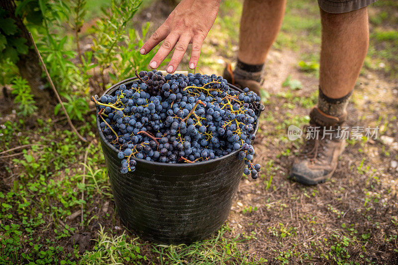 葡萄采收在传统桶与葡萄酒红色