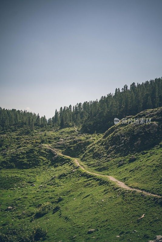 绿草如茵的草地附近的森林小径风景