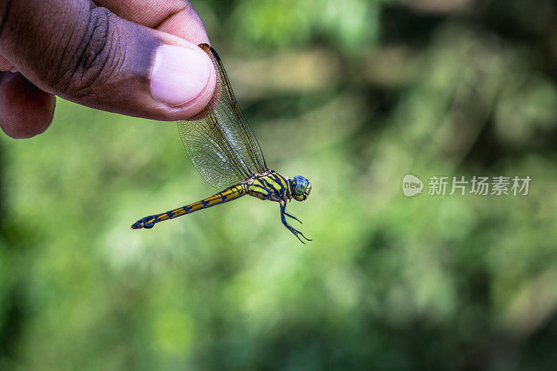 一只年轻的蜻蜓，两只手指紧紧地贴在手上
