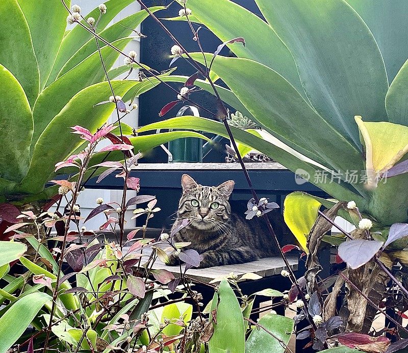 虎斑猫喜欢热带花园