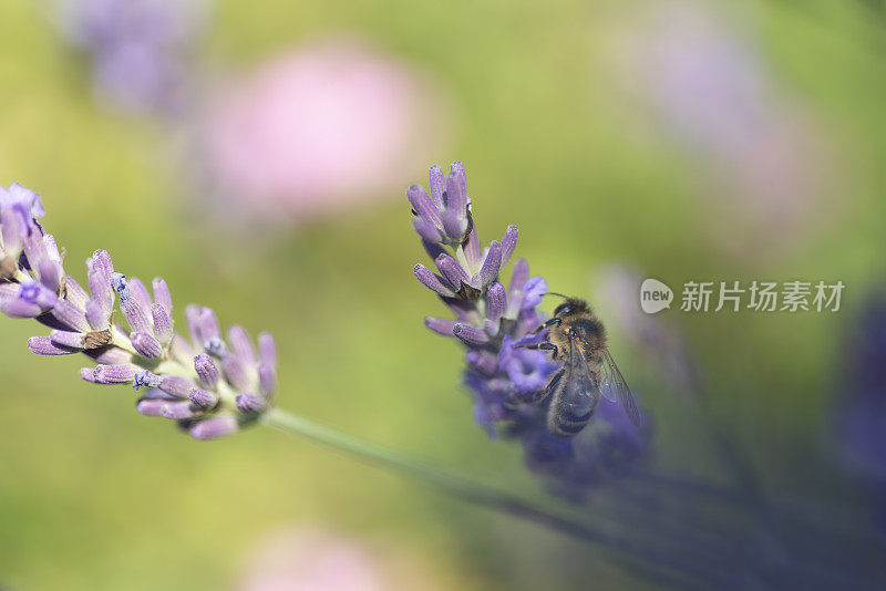 蜜蜂在薰衣草花柱上