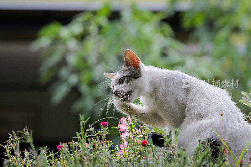 幸福快乐的猫