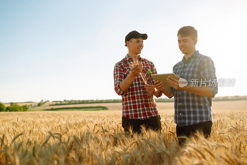 商人和农民在田里讨论小麦收成，并在平板上查看时间表。