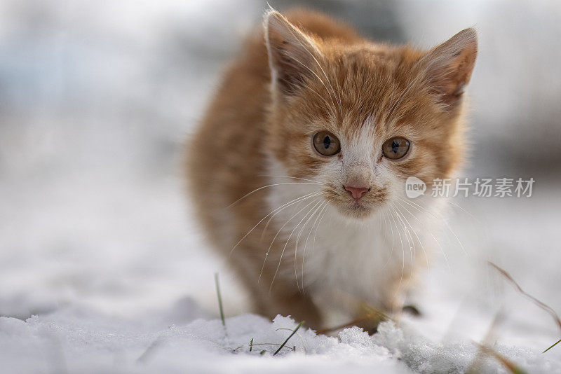 小猫站在雪地上的特写