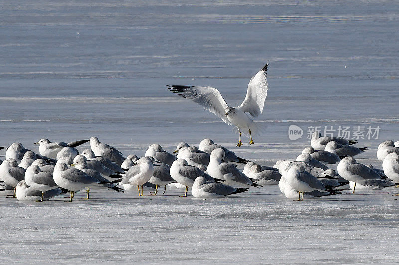 飞行中的海鸥在结冰的湖面上与其他海鸥一起降落