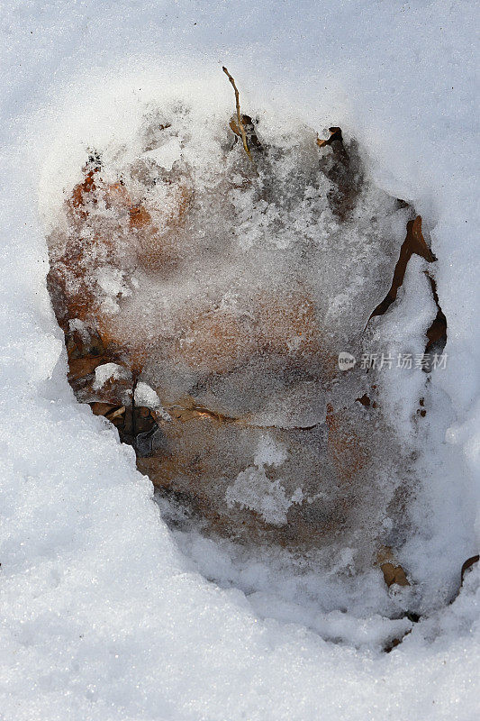 黑熊在雪地上垂直奔跑