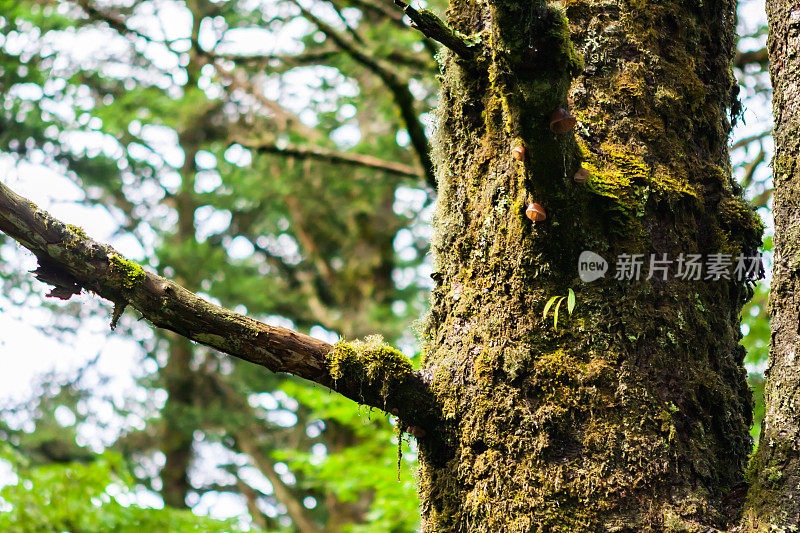 峨嵋山的高海拔地区有古树、青苔树木