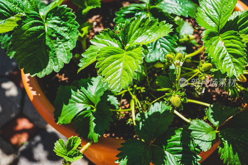 花园里一株漂亮的植物。