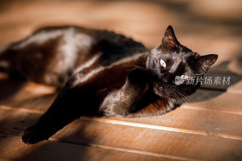 黑猫在阳光下放松