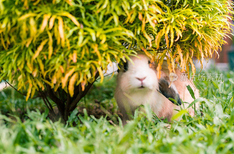 小白兔躲在小树上